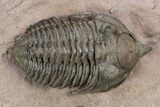 Pseudocryphaeus (Cryphina) Trilobite - Lghaft, Morocco #301717-1